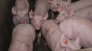 Etat des lieux du porc en province de Luxembourg