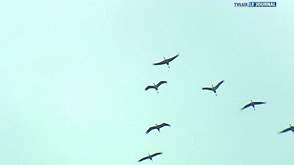 Images de grues
