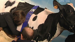 Libramont  : nuit de la Holstein