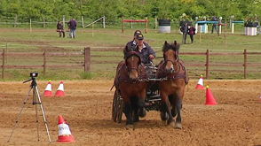 Saint-Hubert : Compétition d'attelage à Hatrival