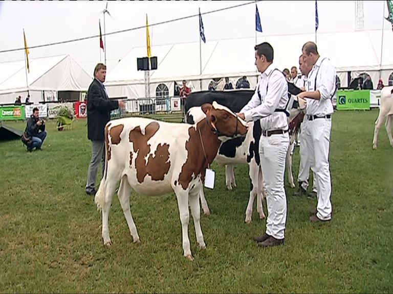 Retour des concours bovins