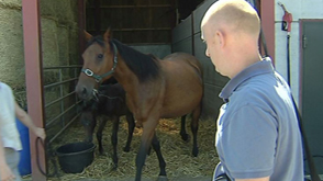 Vétérinaires: une profession en évolution