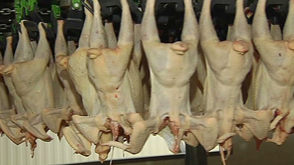 Coq de cristal pour les poulets Wenquin