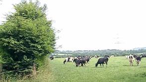 L'agroforesterie en plein développement