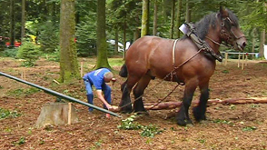 Paliseul : Foire de Libramont en forêt