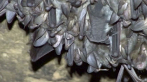 Natagora : nuit des chauve-souris 