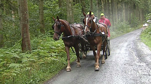 Province : le Luxembourg en attelage