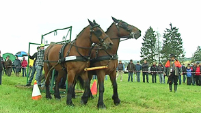 La Route du Luxembourg belge et le cheval de trait