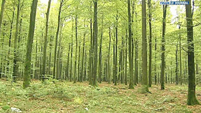 Libramont : recours contre un échange de parcelles boisées
