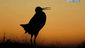 Neufchâteau : soirée festival du film nature de Namur