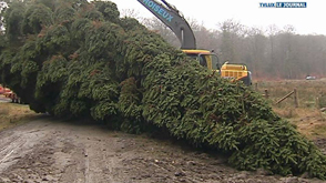 Un sapin d'Ardenne à Oostduinkerke