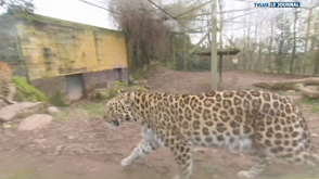 Aywaille : la panthère des neiges abattue