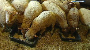 Province : soutenir les moutons et la laine