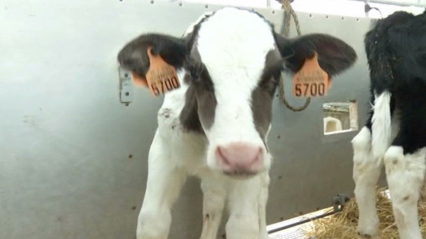 Ciney : l'étable à veaux du marché couvert inutile