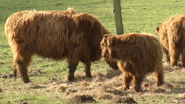 Agriculture : vers la filière bio