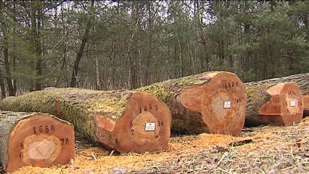 Tenneville. Projet de parc à grumes : l'exemple français