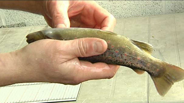 Givry : déversement de poisson pour la pêche