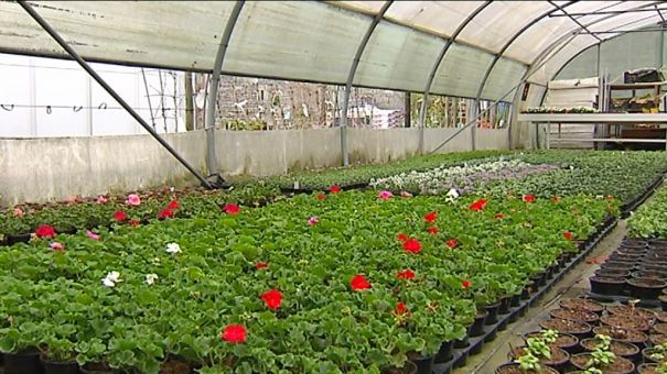 Tellin : des roses pour Hortidécouvertes