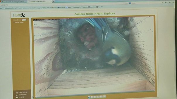 Martelange: videosurveillance de nids 