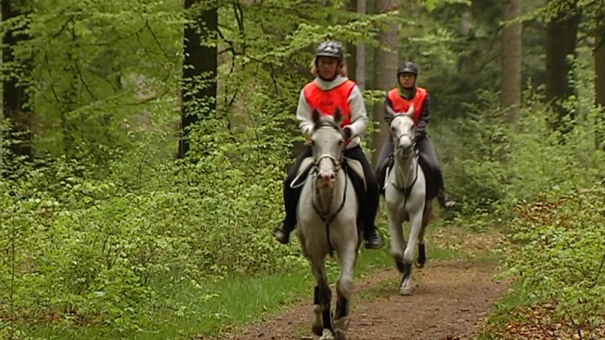 Equitation : endurance à Mont-le-Soie