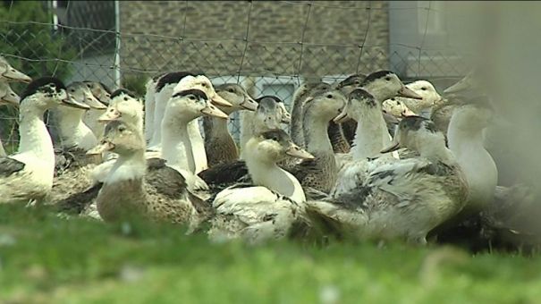 Un Coq de Cristal pour les cuisses de canard