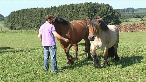 Evolution du cheval de trait 