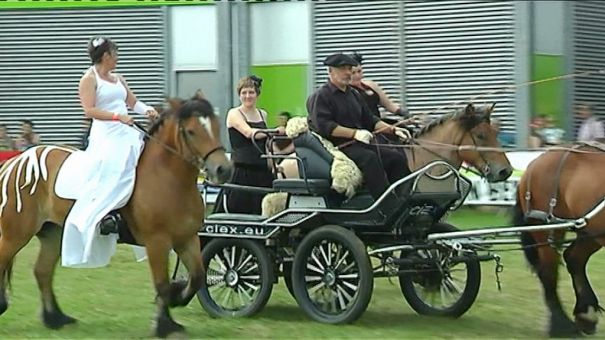 Spectacle Horse Wallonia