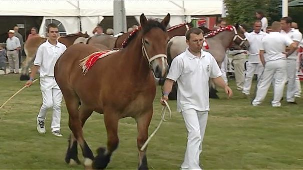 Concours chevaux de trait