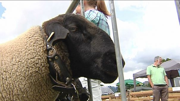 Etalle. Le mouton à l'honneur depuis 35 ans