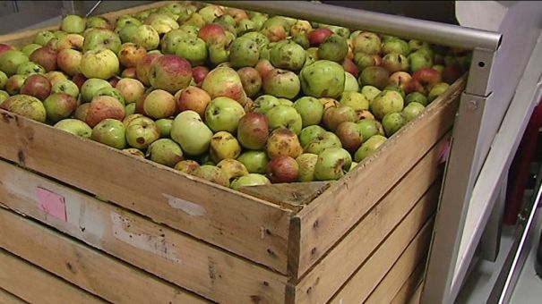 Virton : la saison des pommes a commencé 