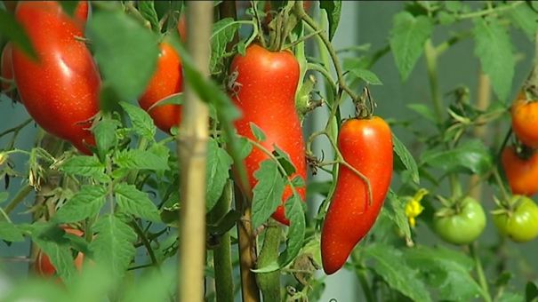 Erezée : il cultive 311 variétés de tomates !