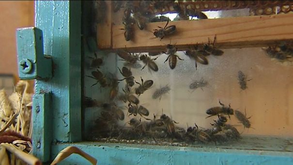 Bastogne : des abeilles et du miel...