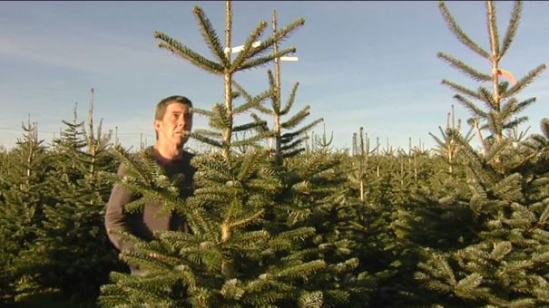 Bouillon : mon beau sapin...