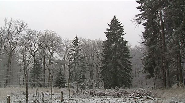 Tellin : le sapin va trôner devant le palais royal