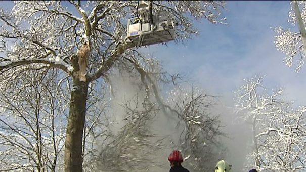 Les arbres terrassés par la neige