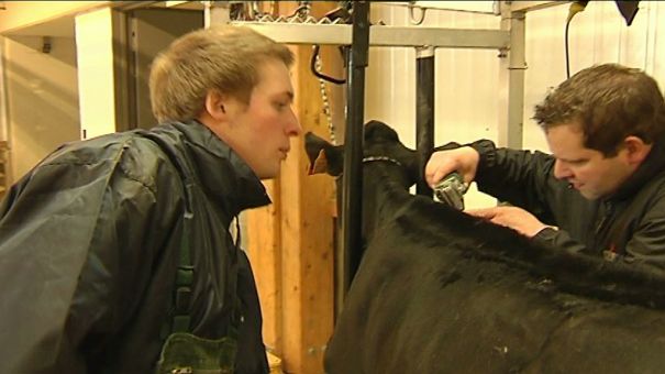 Les éleveurs préparent la 20ème nuit de la Holstein