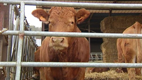 Les éleveurs de limousines face à la PAC 