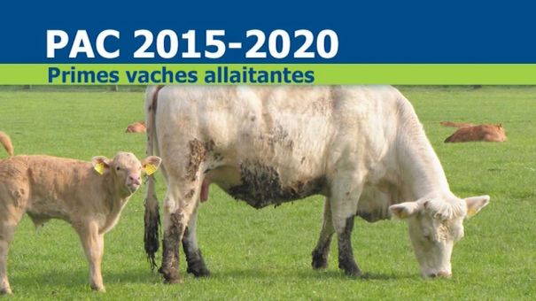 Voici les primes pour les vaches allaitantes 