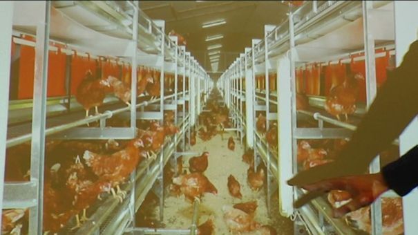 85000 poules à Namoussart ?