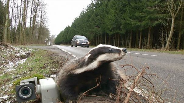 Les radars-animaux débarquent !