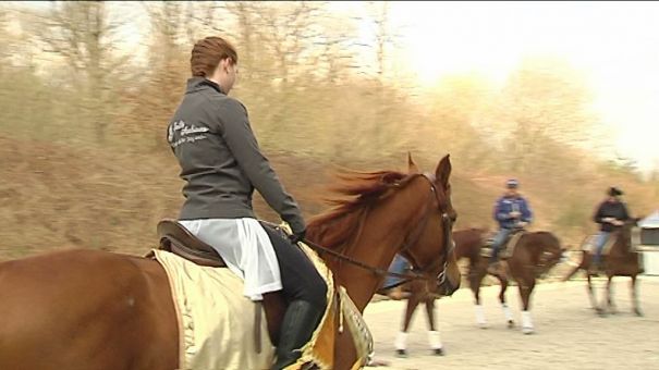 Wallonie équestre event au Wex