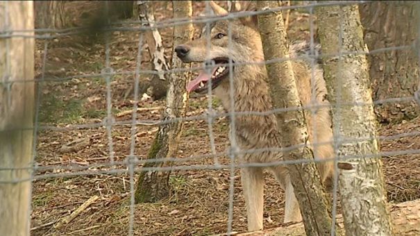 La Roche: des loups au parc animalier