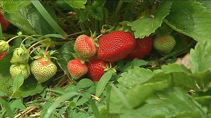 Récolte de fraises à Meix-le-Tige
