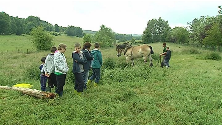 Porcheresse : s'initier au débardage à cheval