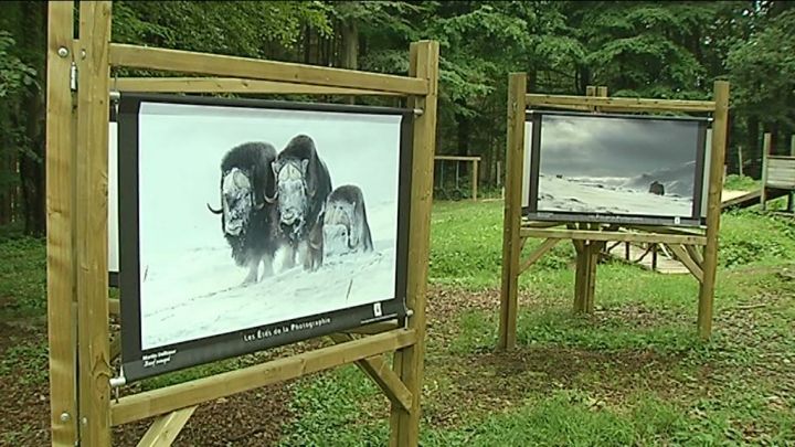 Eté de la photo dans la grande forêt de Saint-Hubert