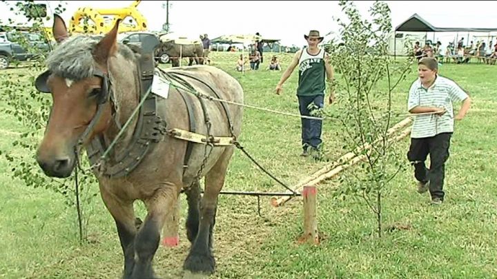 Auby met le cheval à la fête