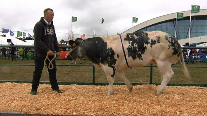 Foire de Libramont : le concours de BBB sous la pluie