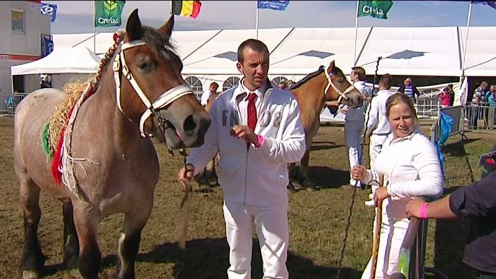 Le jour du cheval de trait ardennais