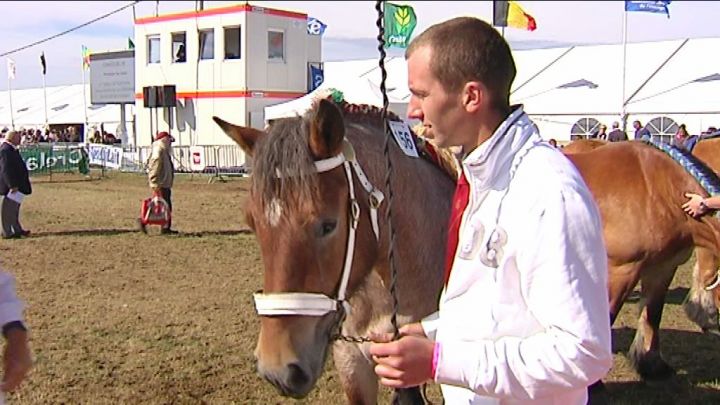 Le jour du cheval de trait ardennais