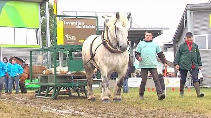 Foire: traction chevaline et mouvement des jeunes agriculteurs